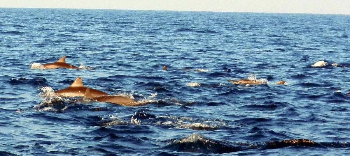 Dolphins in Kalpitiya